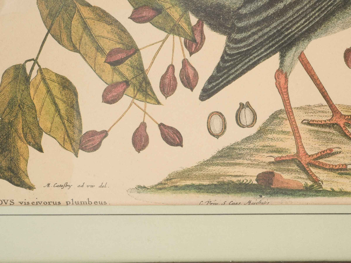 Set of Three Ornithological Prints after Mark Catesby - 22" x 16¼"