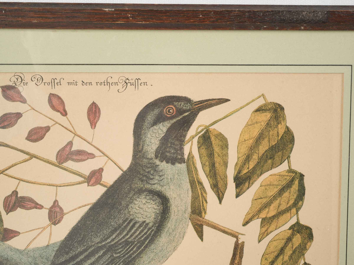 Set of Three Ornithological Prints after Mark Catesby - 22" x 16¼"