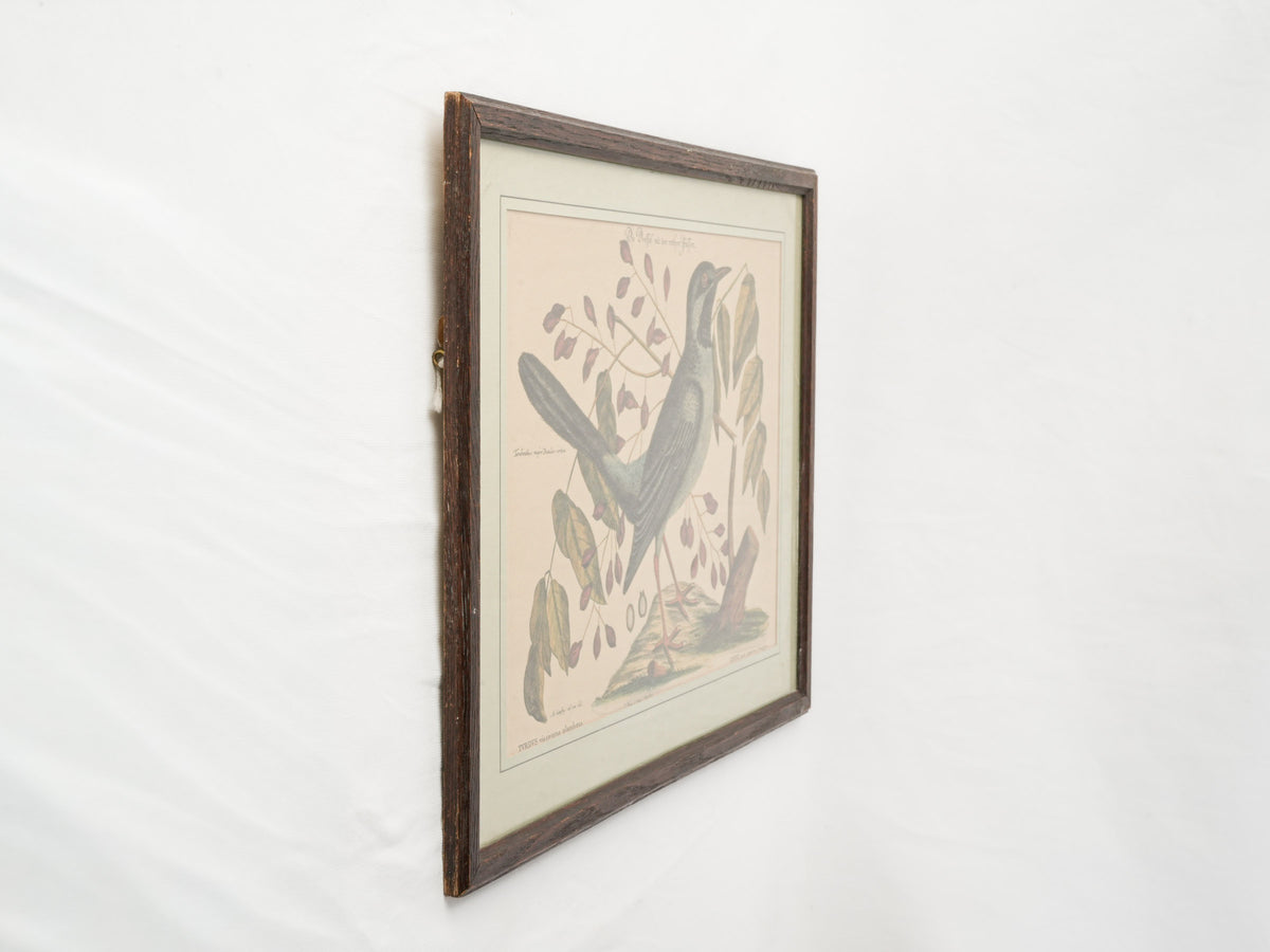 Set of Three Ornithological Prints after Mark Catesby - 22" x 16¼"