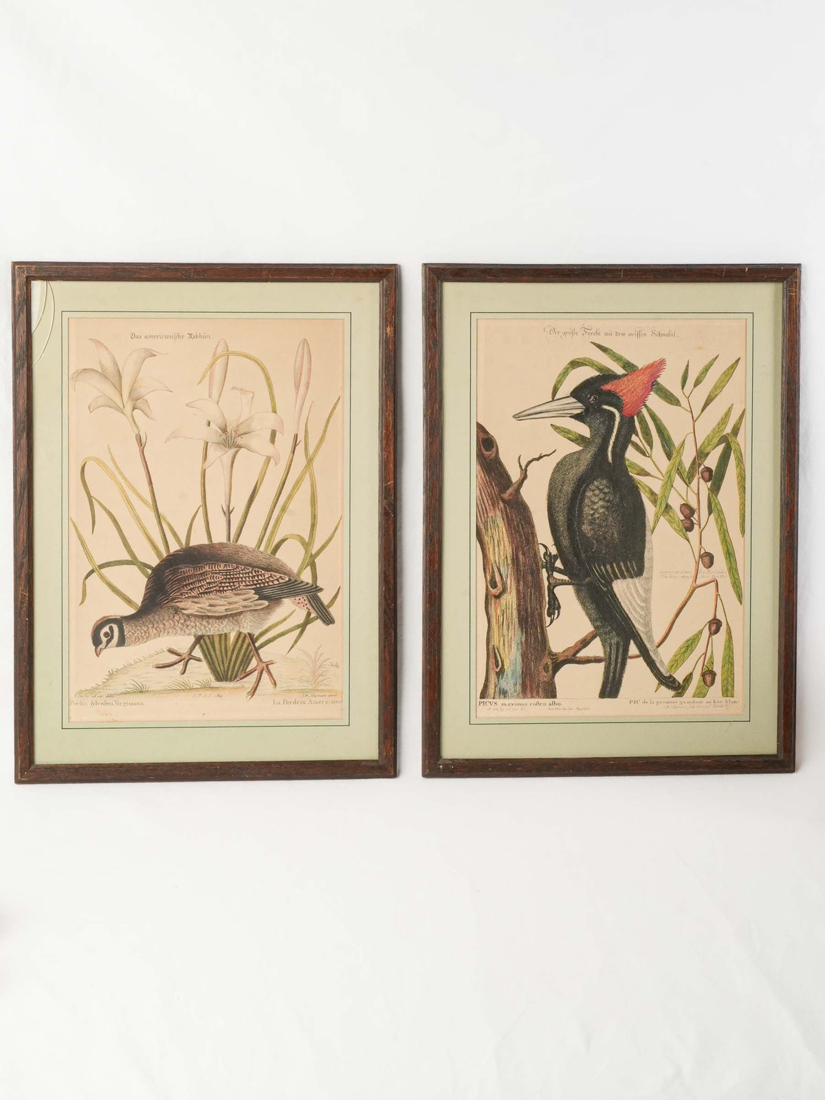 Set of Three Ornithological Prints after Mark Catesby - 22" x 16¼"