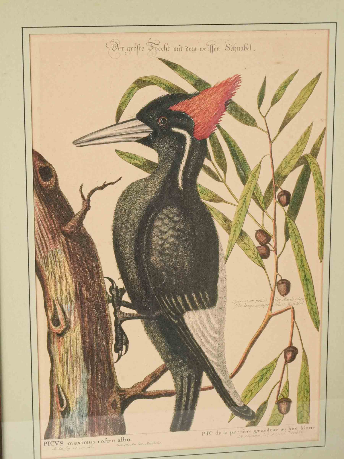 Set of Three Ornithological Prints after Mark Catesby - 22" x 16¼"