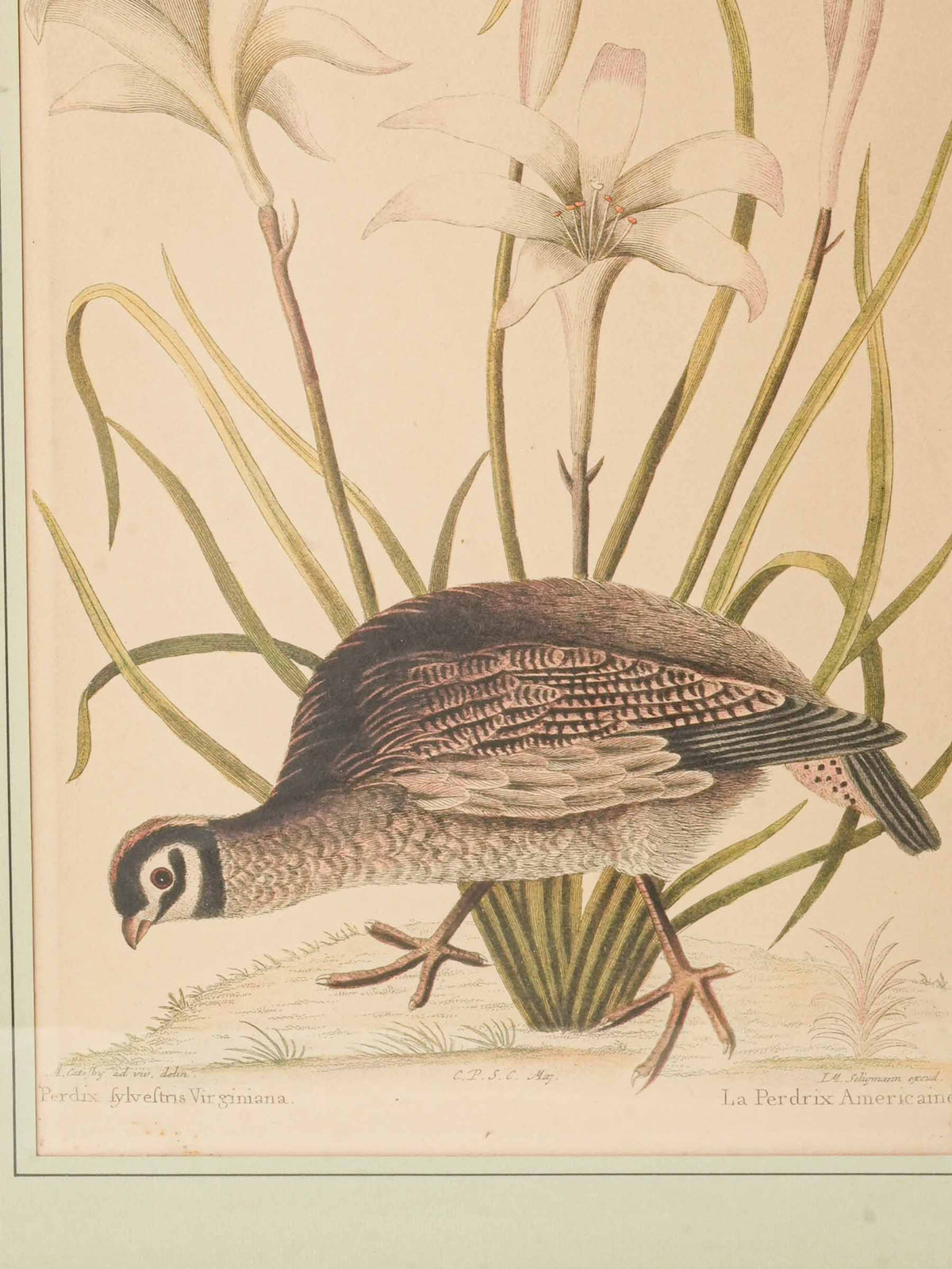 Set of Three Ornithological Prints after Mark Catesby - 22" x 16¼"