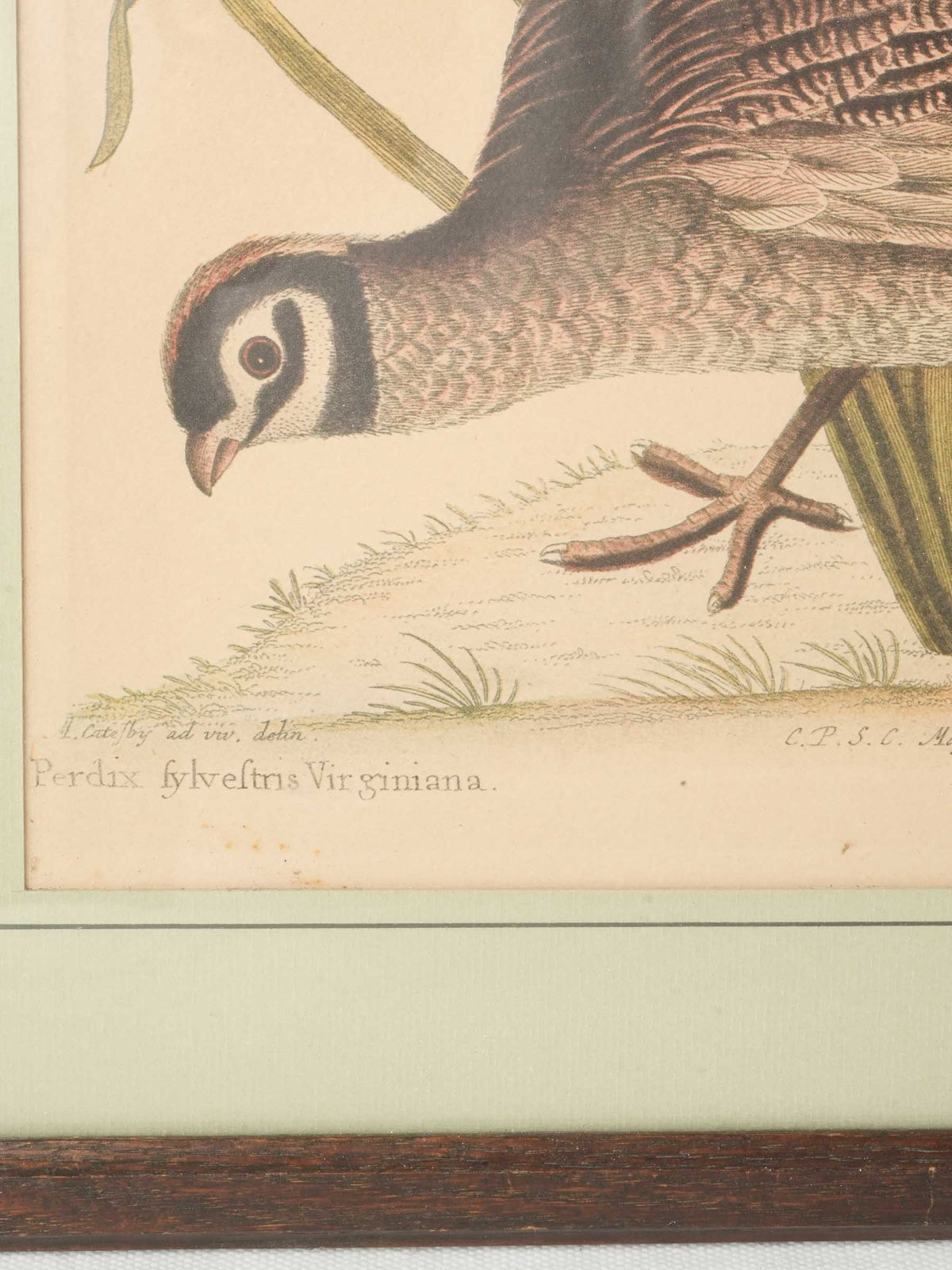Set of Three Ornithological Prints after Mark Catesby - 22" x 16¼"