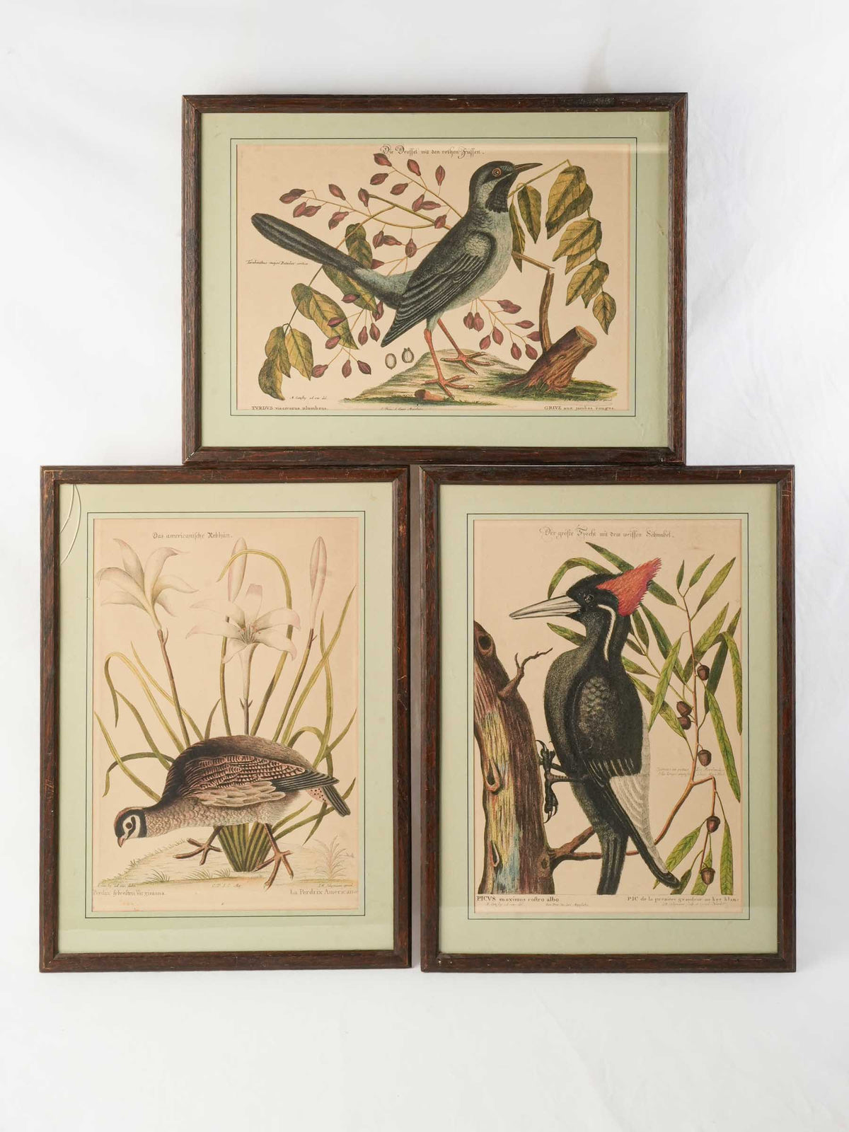 Set of Three Ornithological Prints after Mark Catesby - 22" x 16¼"