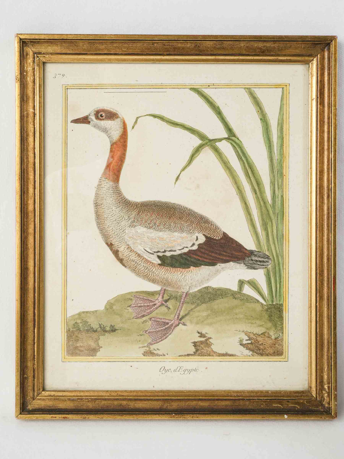 Antique Hand-Colored Engraving of an Egyptian Goose from Buffon’s "Histoire naturelle des oiseaux" - 12¼"