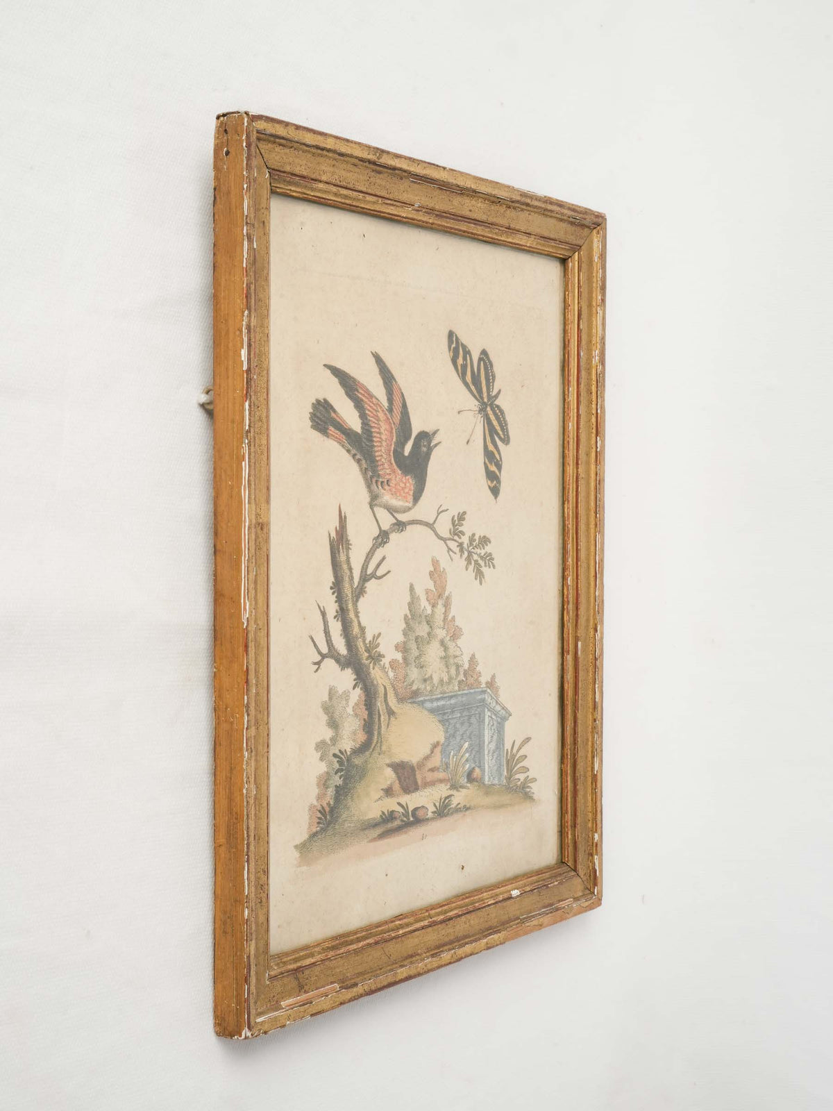 Antique Framed Hand-Colored Bird Engraving after George Edwards  (1694 -1773 - 13" x 10¾")