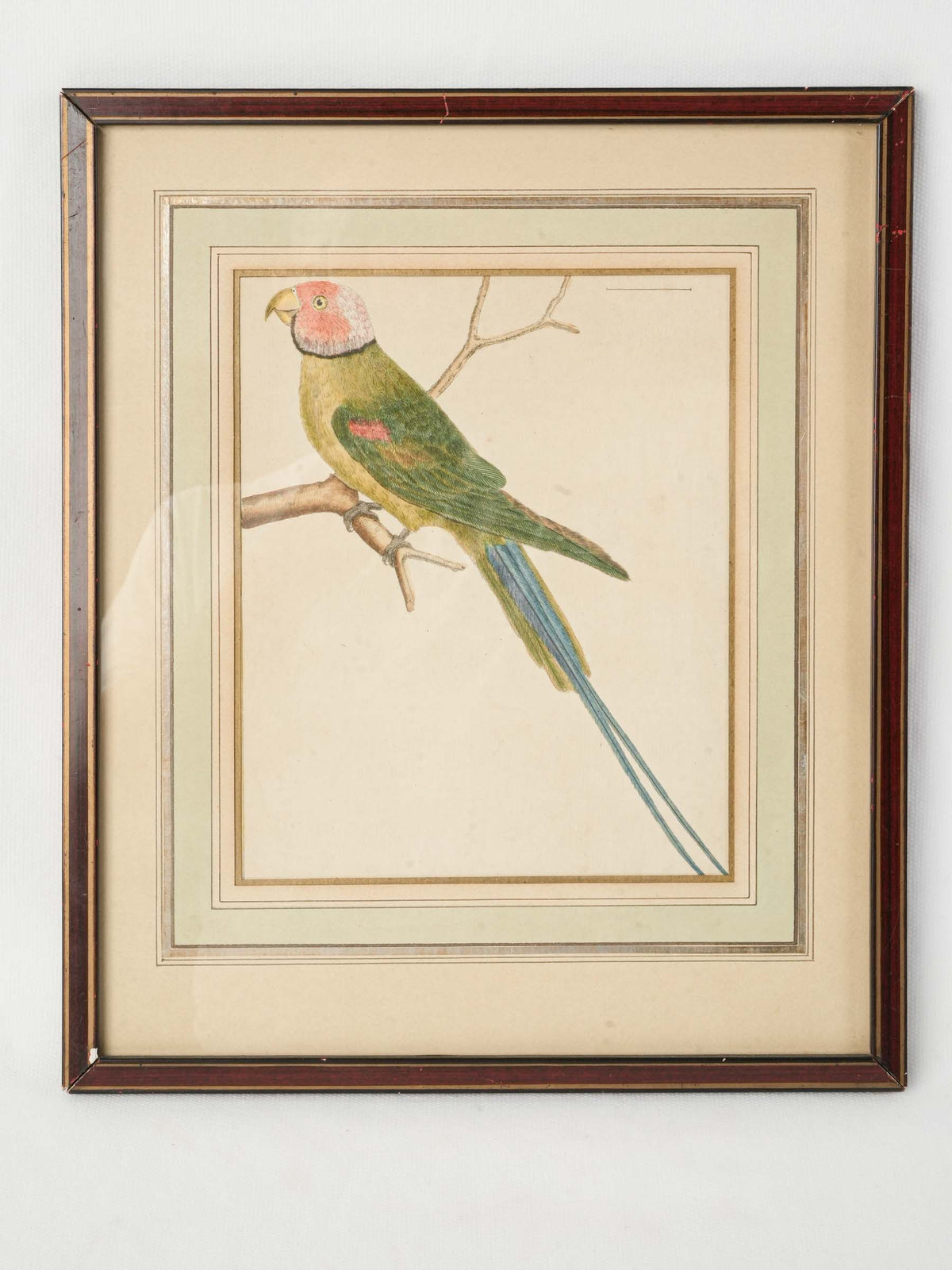 Antique French Hand-Colored Parakeet Print after François-Nicolas Martinet - 14¼" x 11"