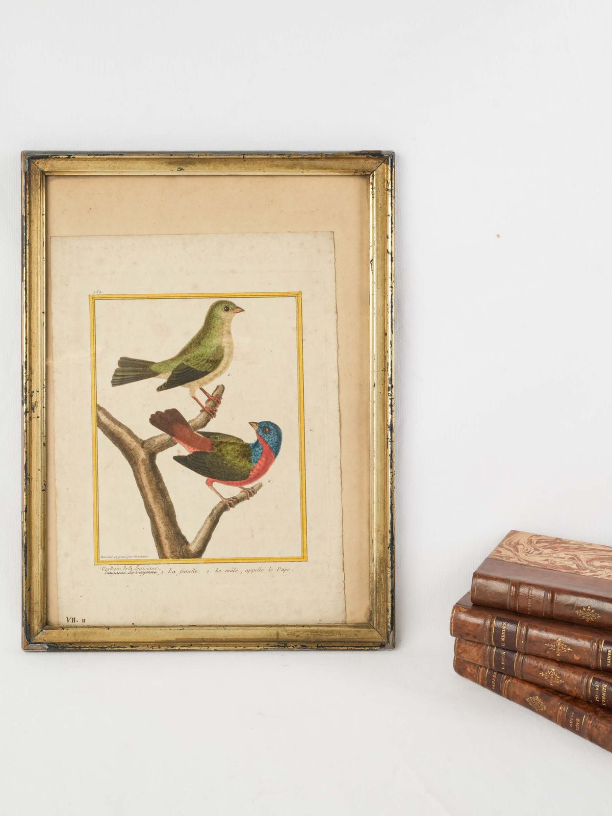 18th-Century French Hand-Colored Engraving of Painted Buntings by François-Nicolas Martinet - 16¼" x 12¼"