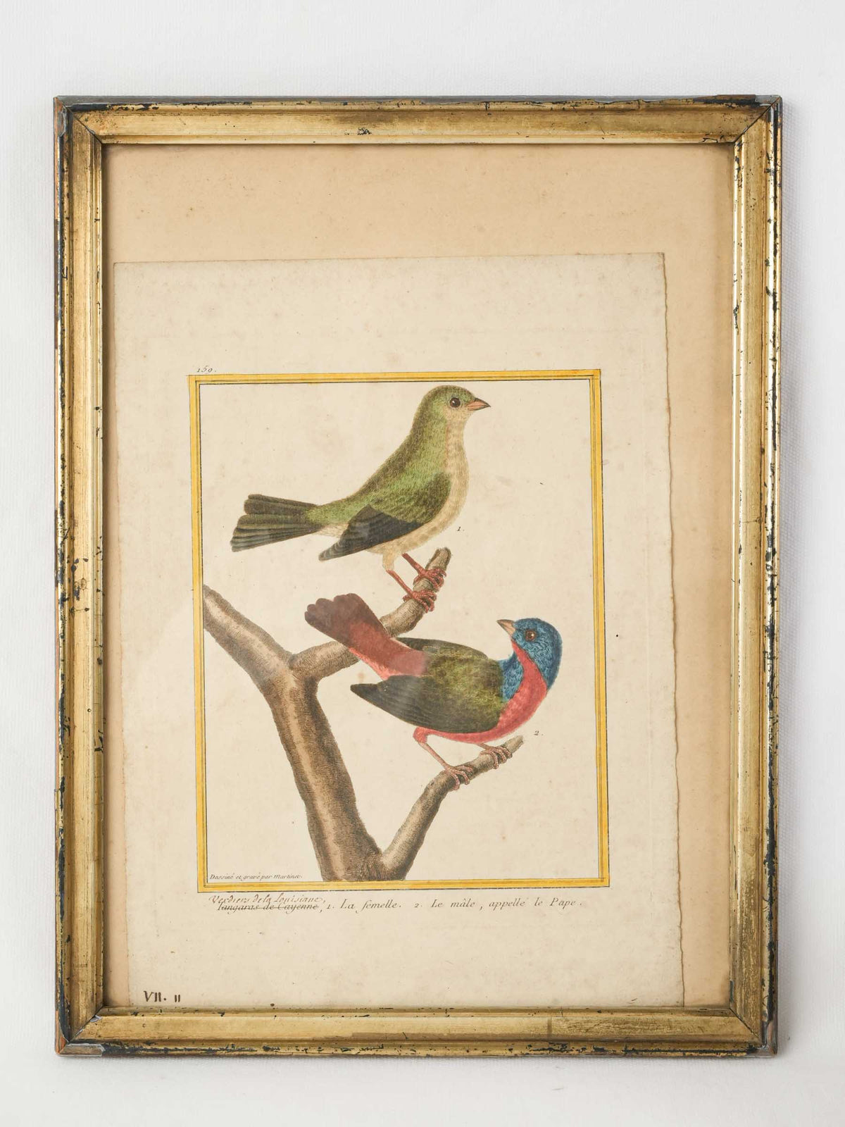 18th-Century French Hand-Colored Engraving of Painted Buntings by François-Nicolas Martinet - 16¼" x 12¼"