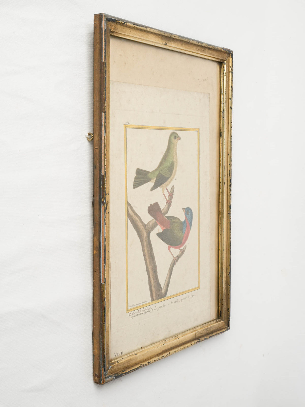 18th-Century French Hand-Colored Engraving of Painted Buntings by François-Nicolas Martinet - 16¼" x 12¼"