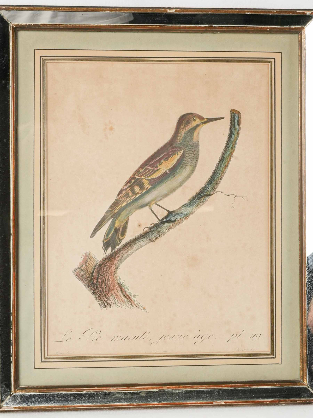 Pair of Antique French Hand-Colored Woodpecker Engravings in Mirrored Frames - 16¼" x 13½"