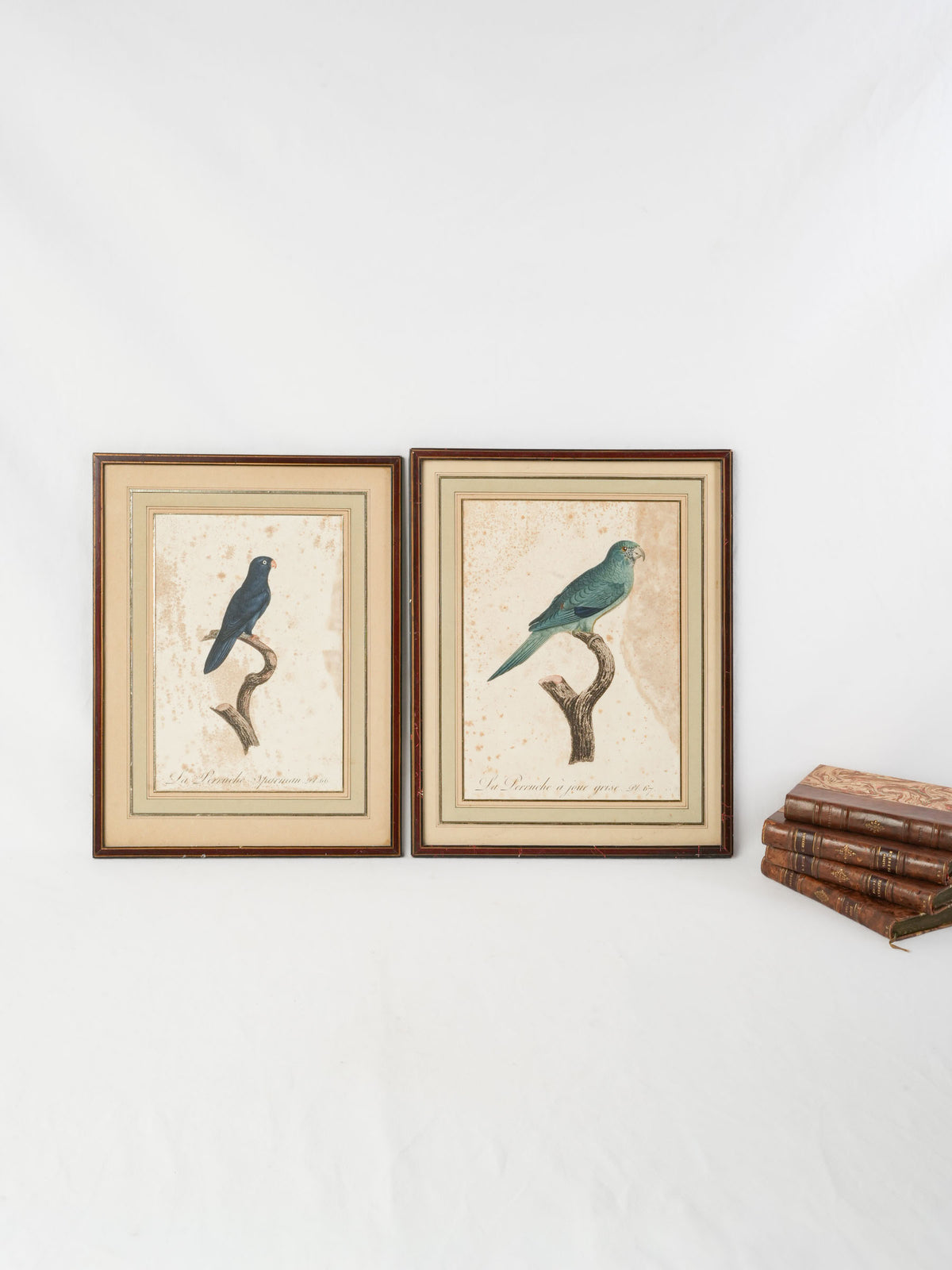  Pair of Antique French Hand-Colored Parakeet Engravings after Jacques Barraband - 16¼" x 12¼"