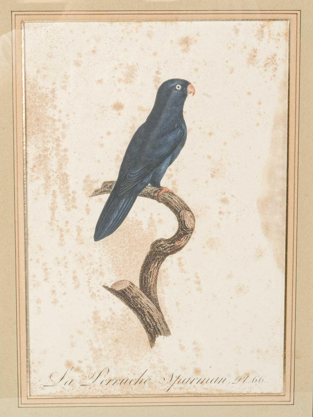  Pair of Antique French Hand-Colored Parakeet Engravings after Jacques Barraband - 16¼" x 12¼"