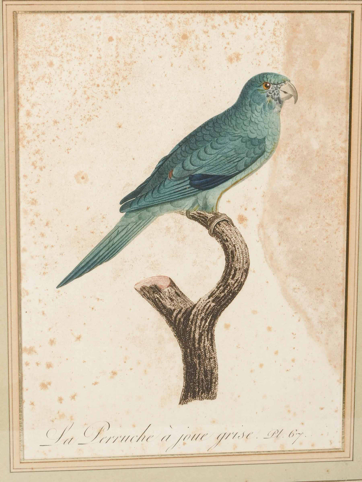  Pair of Antique French Hand-Colored Parakeet Engravings after Jacques Barraband - 16¼" x 12¼"