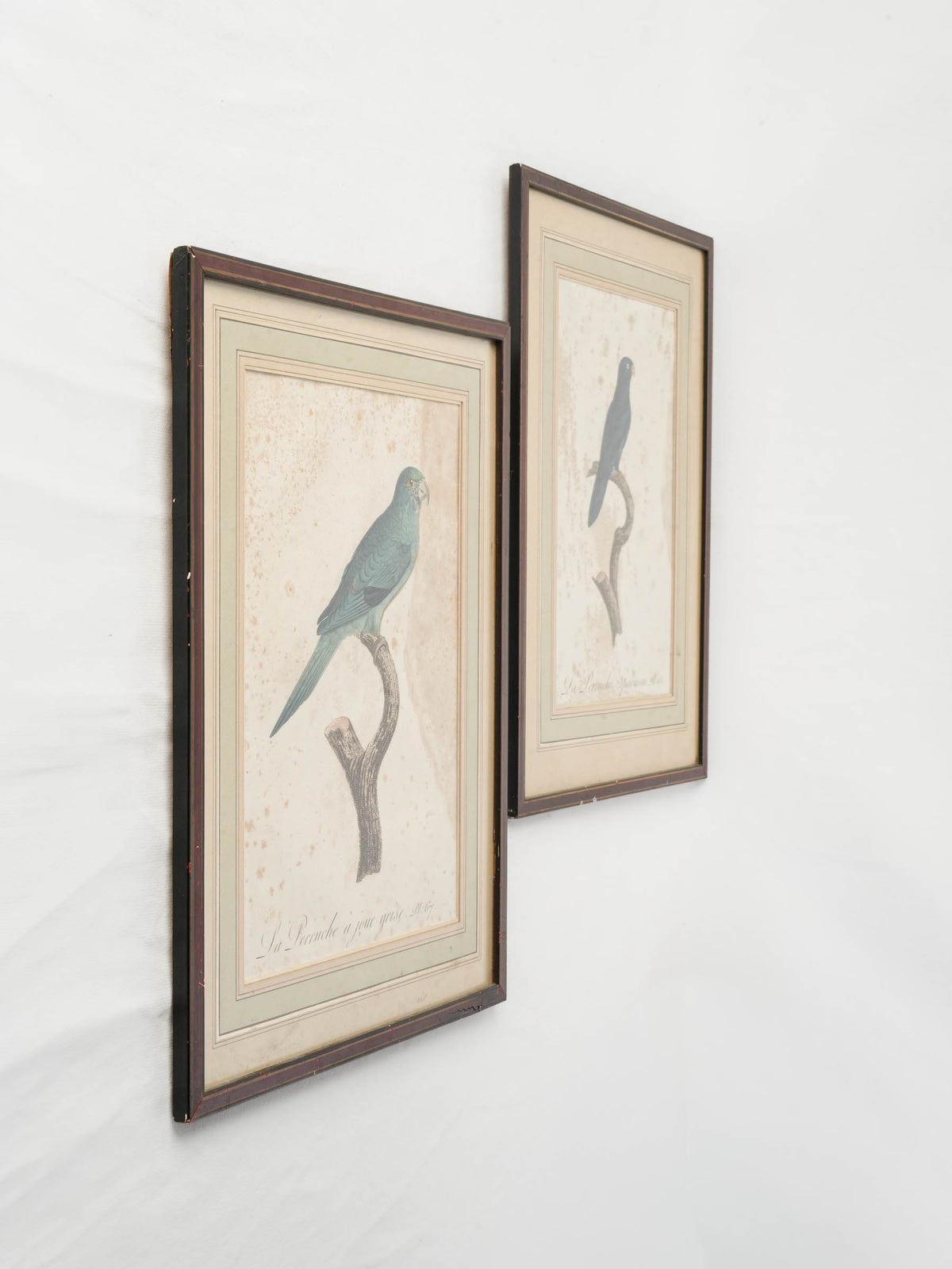  Pair of Antique French Hand-Colored Parakeet Engravings after Jacques Barraband - 16¼" x 12¼"