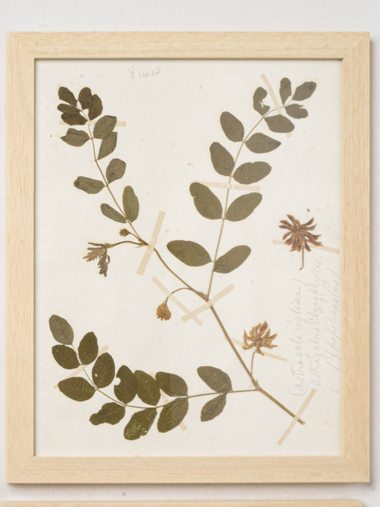 Scholarly pressed plant decor pieces