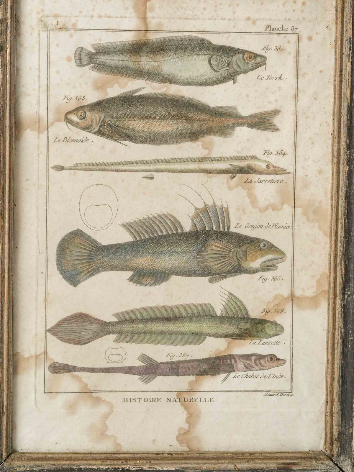 Set of Four 18th-Century French Encyclopedic Fish Engravings - 13¾" x 9¾"