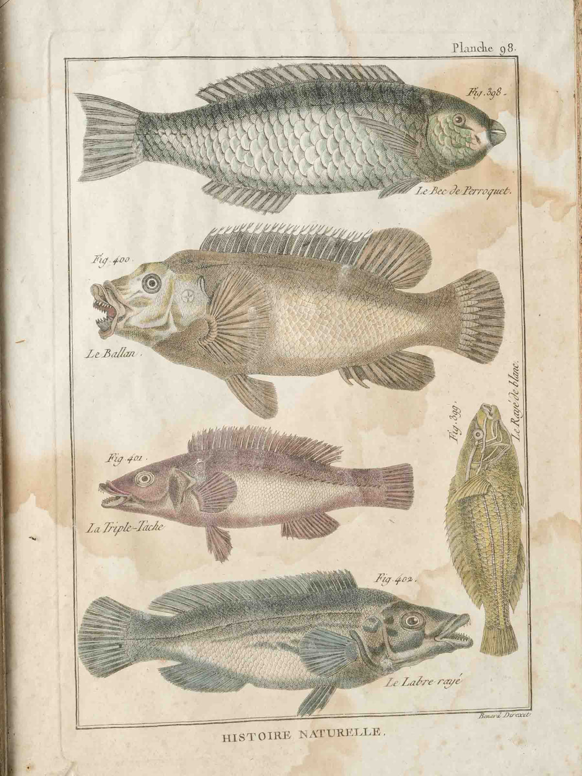 Set of Four 18th-Century French Encyclopedic Fish Engravings - 13¾" x 9¾"