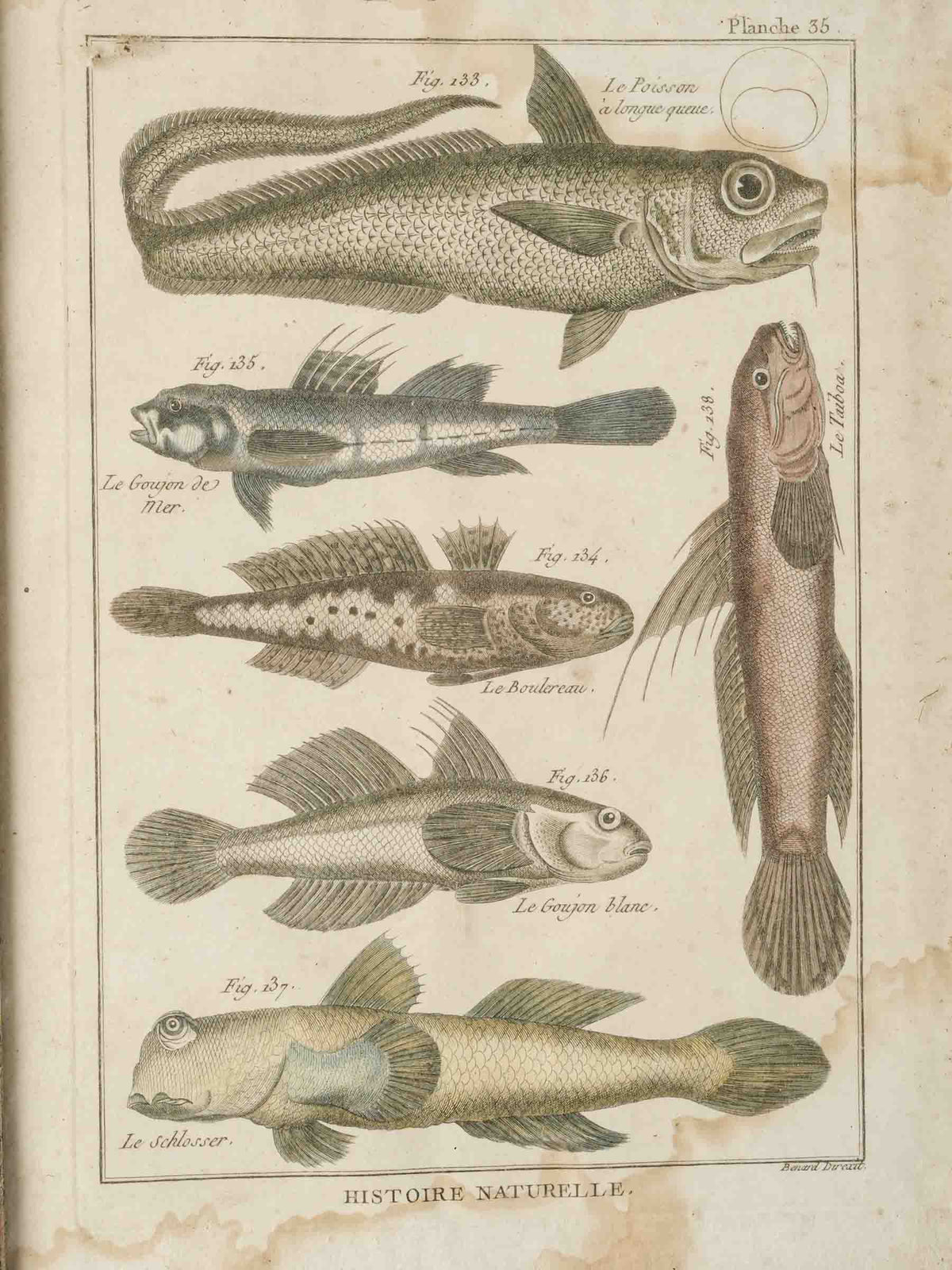 Set of Four 18th-Century French Encyclopedic Fish Engravings - 13¾" x 9¾"