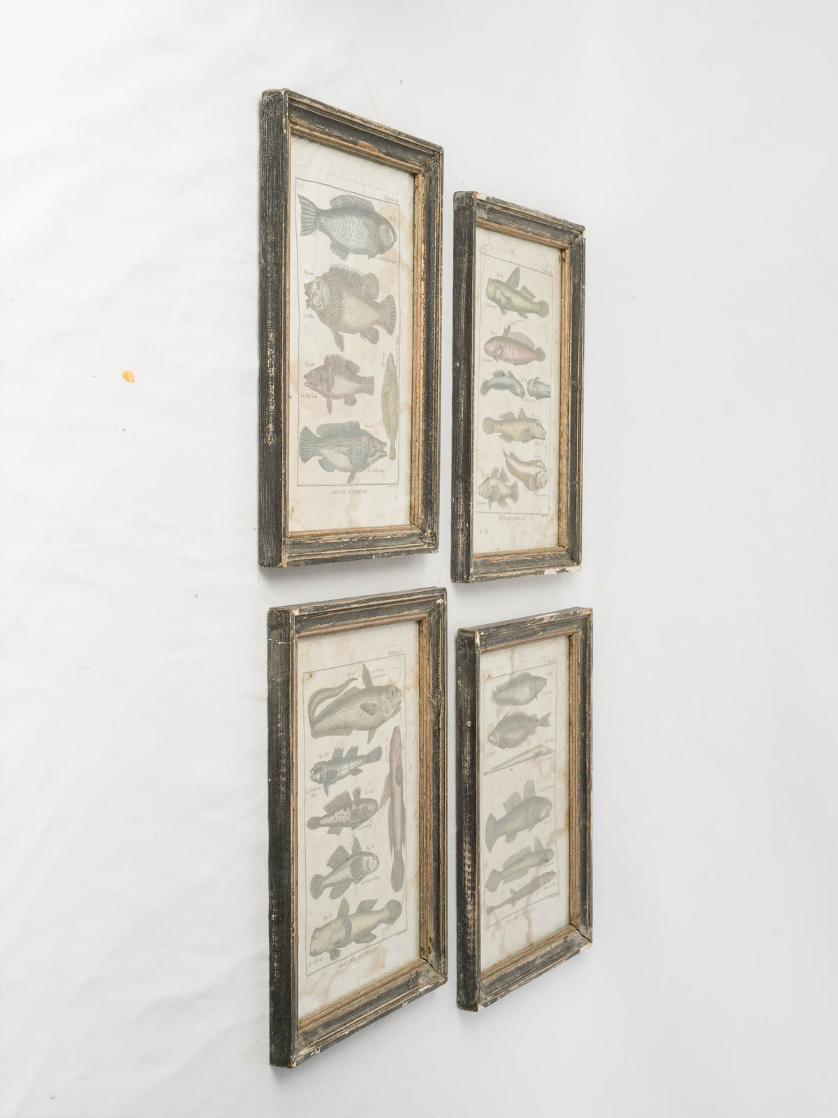 Set of Four 18th-Century French Encyclopedic Fish Engravings - 13¾" x 9¾"