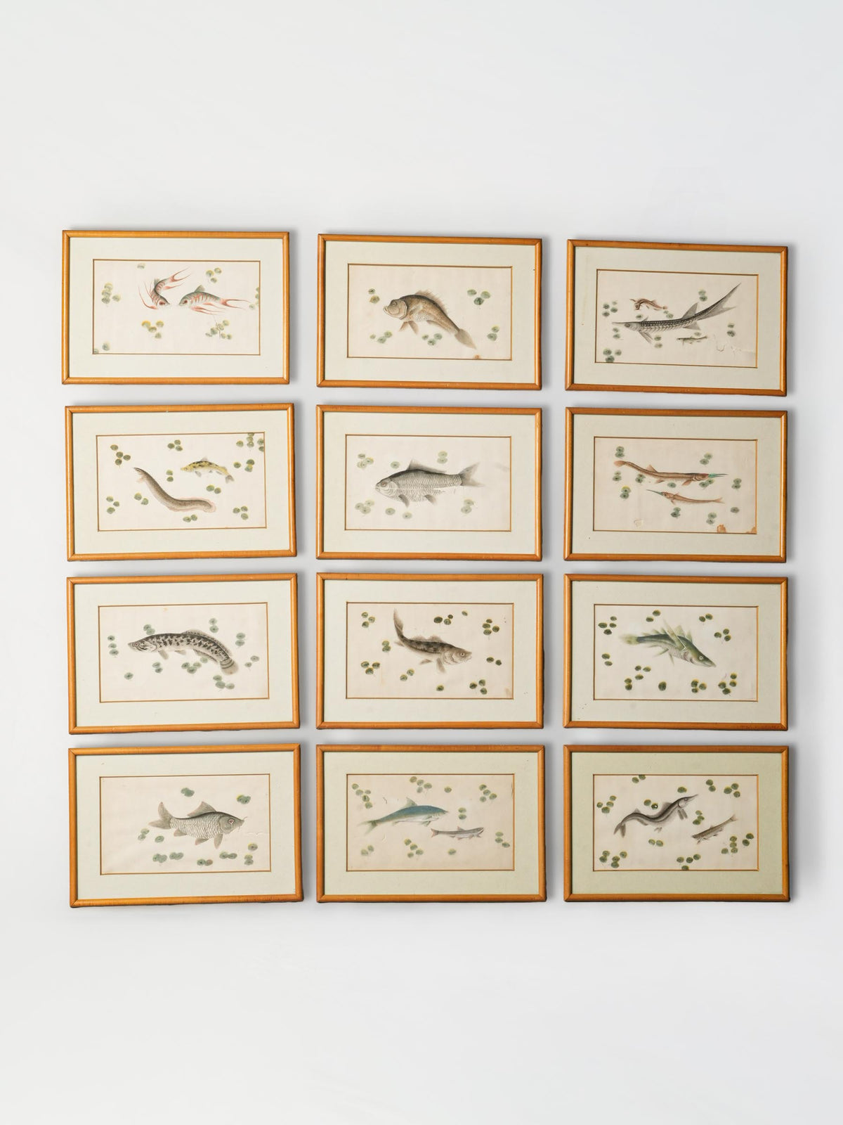 Set of 12 Late 19th-Century Delicate Fish Studies in Ink and Watercolor - 8¾" x 13"
