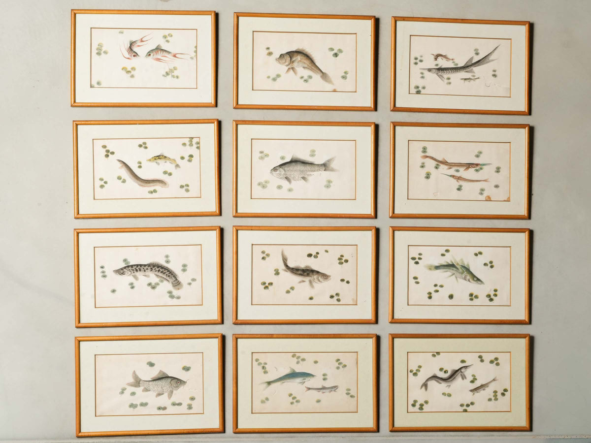 Set of 12 Late 19th-Century Delicate Fish Studies in Ink and Watercolor - 8¾" x 13"