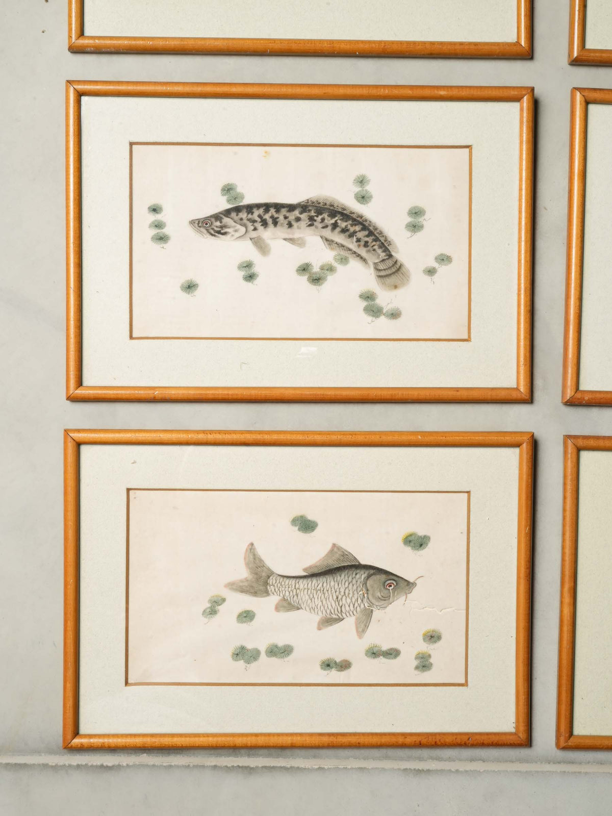 Set of 12 Late 19th-Century Delicate Fish Studies in Ink and Watercolor - 8¾" x 13"