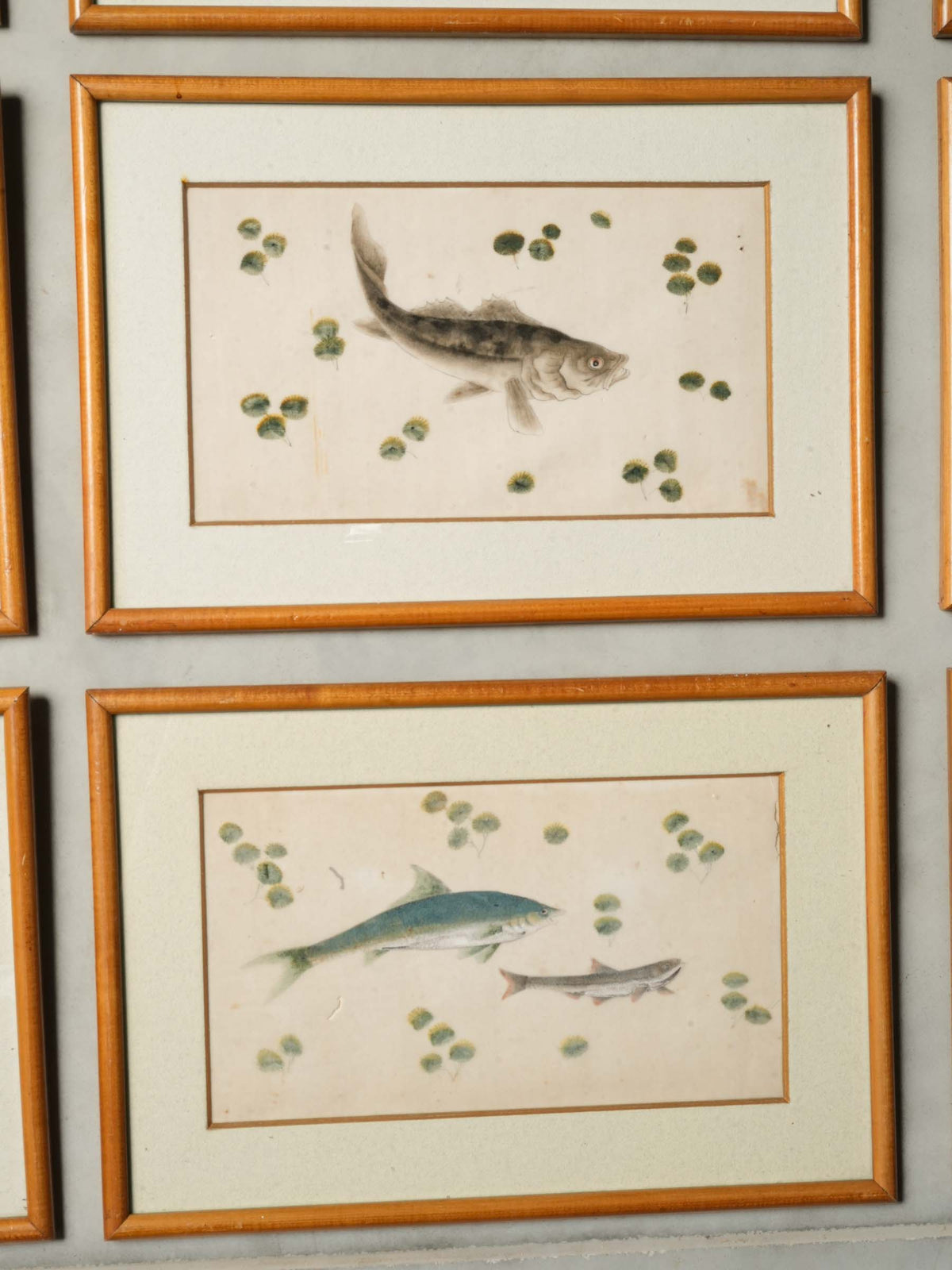 Set of 12 Late 19th-Century Delicate Fish Studies in Ink and Watercolor - 8¾" x 13"