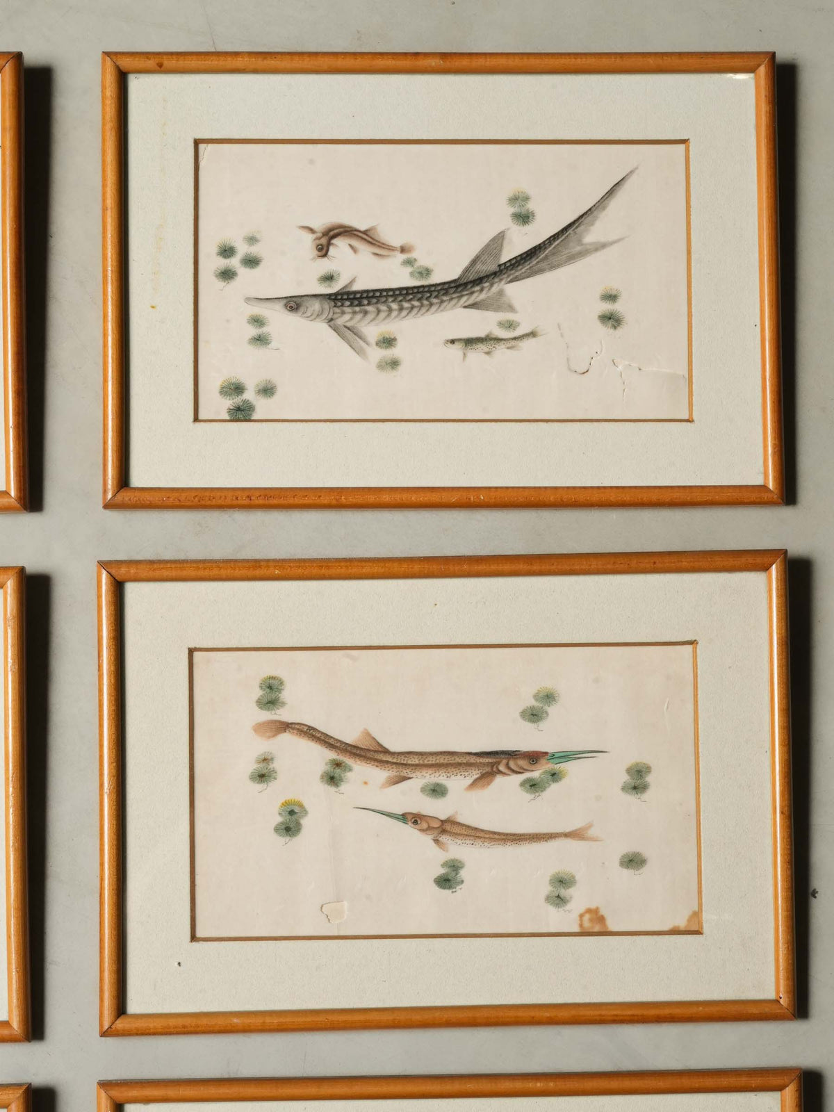 Set of 12 Late 19th-Century Delicate Fish Studies in Ink and Watercolor - 8¾" x 13"