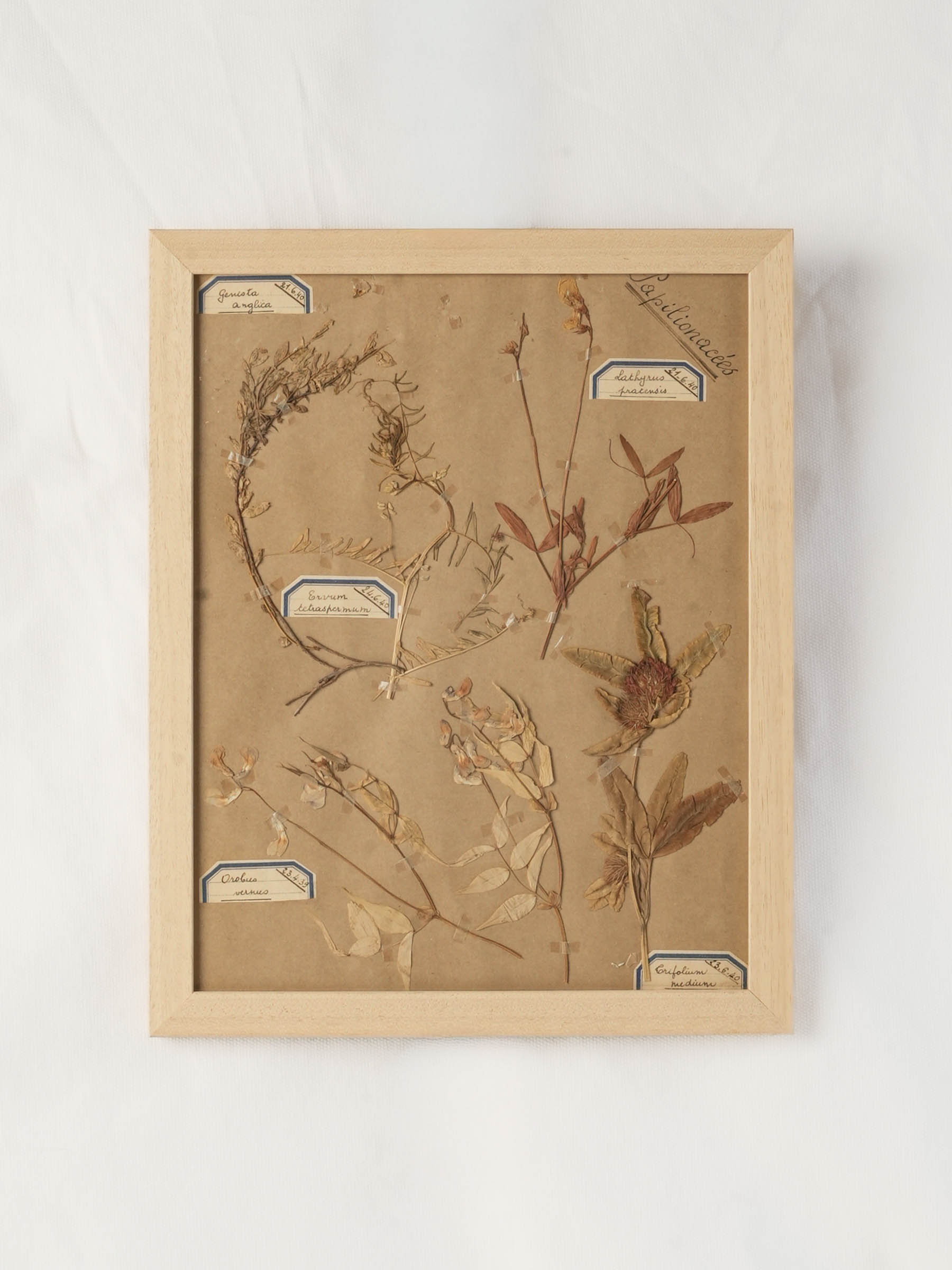 Antique-style botanical framed specimen