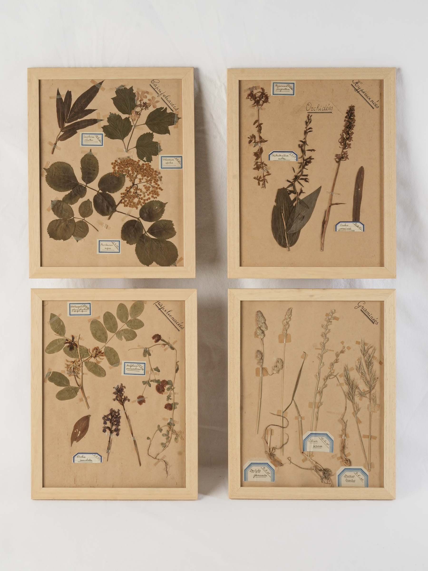 Vintage-inspired botanical art pieces  