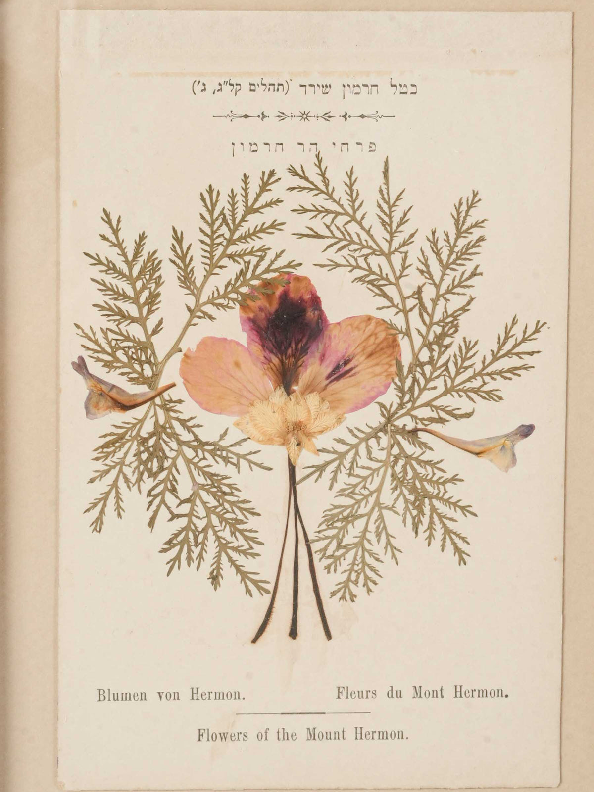 Set of Three Antique Pressed-Flower Compositions from the Holy Land - 9" x 6¾"