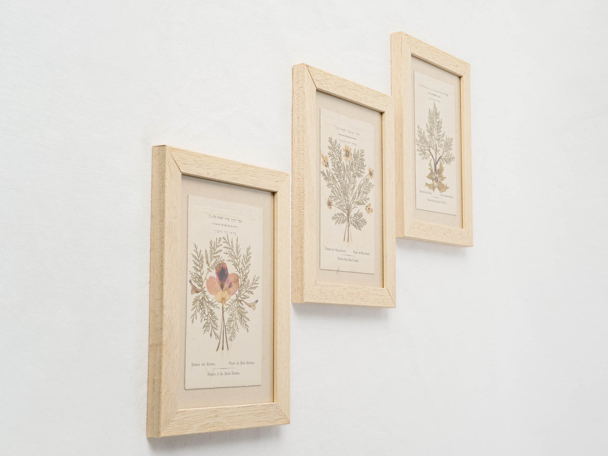 Set of Three Antique Pressed-Flower Compositions from the Holy Land - 9" x 6¾"