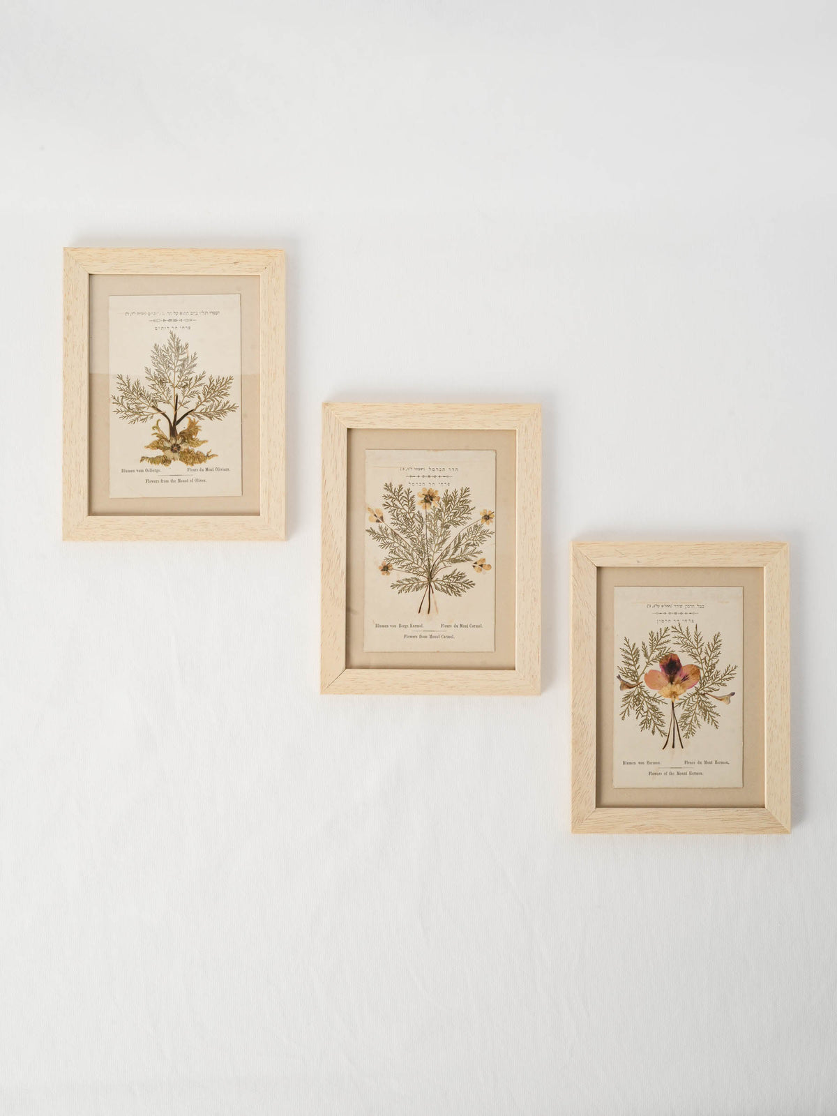Set of Three Antique Pressed-Flower Compositions from the Holy Land - 9" x 6¾"