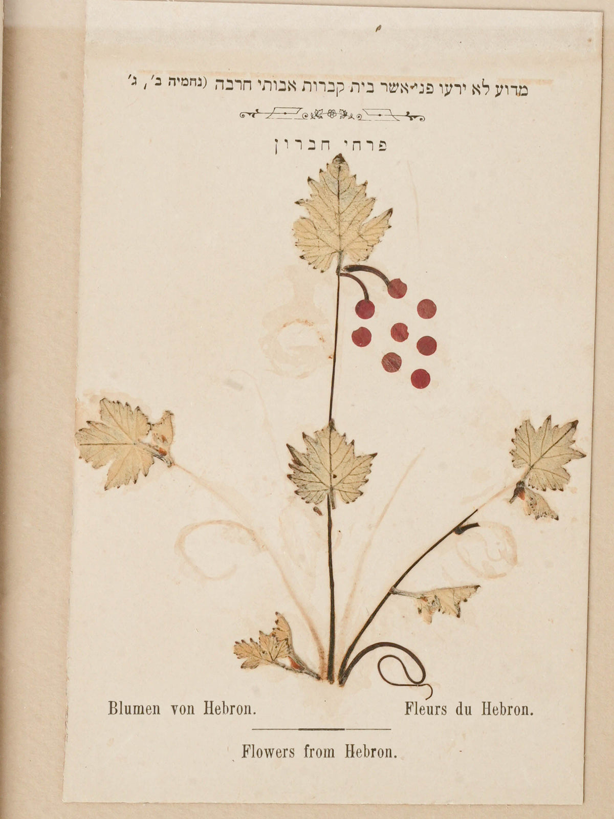 Set of Three Antique Pressed-Flower Compositions from Hebron, Siloah and the Jordan Valley - 9 x 6¾"