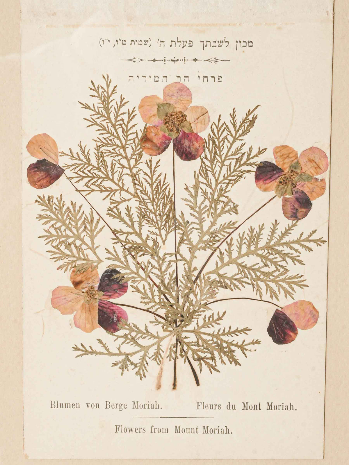 Set of Three Antique Pressed-Flower Compositions - Souvenirs from the Holy Land - 9" x 6¾"