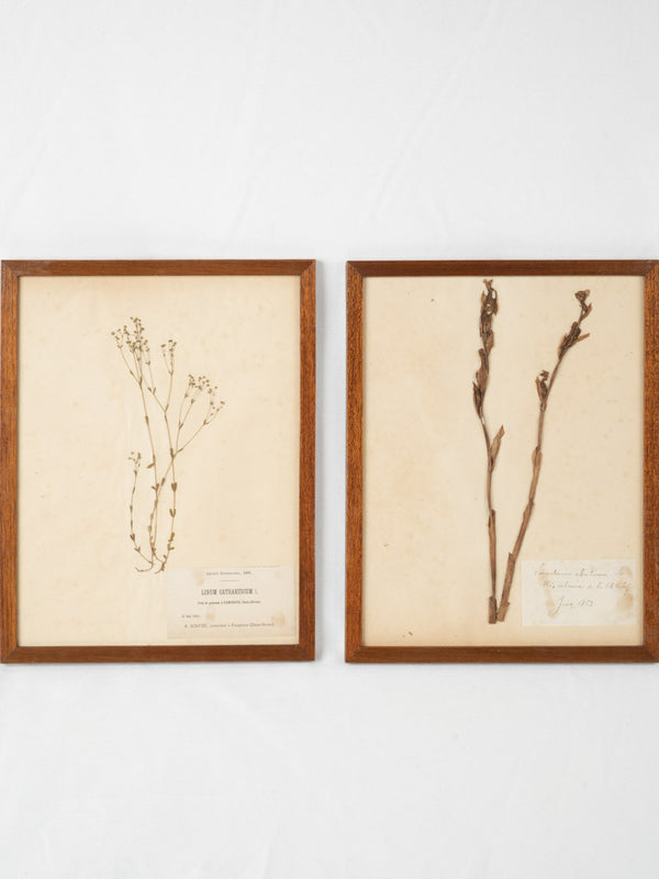 Vintage French wooden-framed botanicals