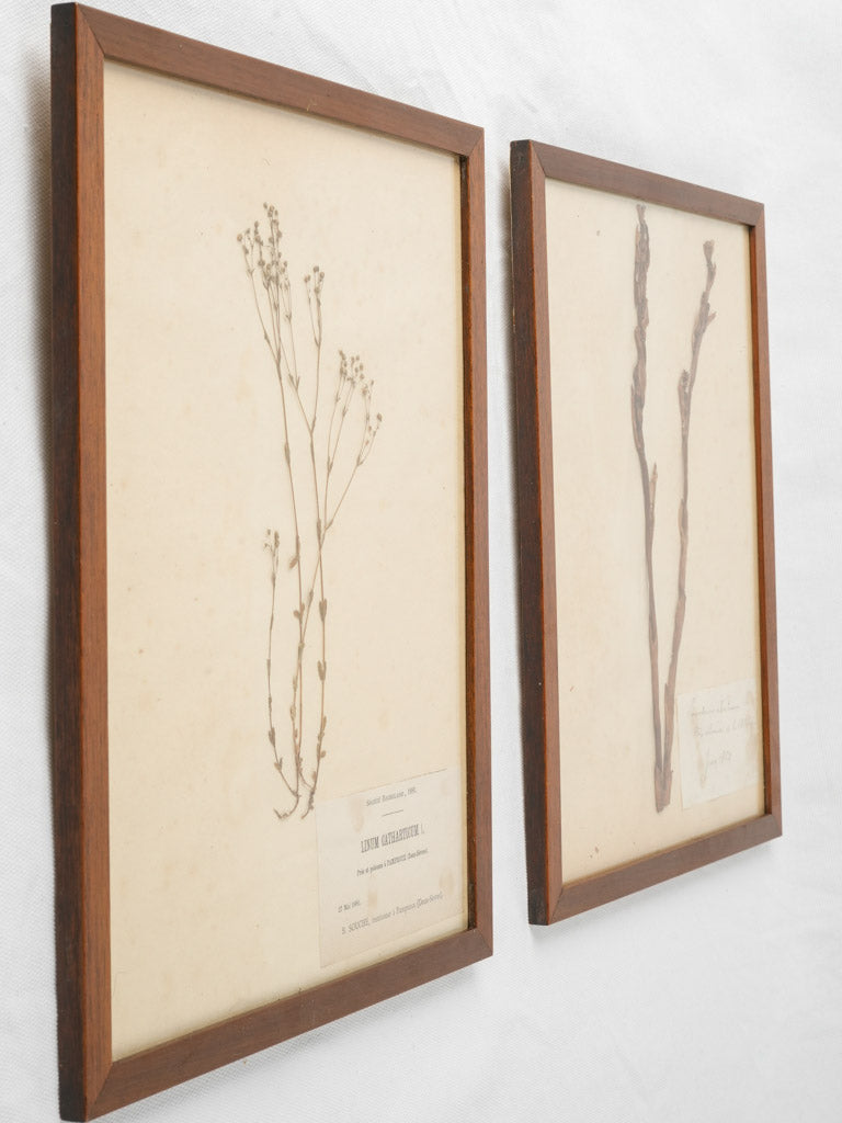 Botanicals from 1800s France in frames