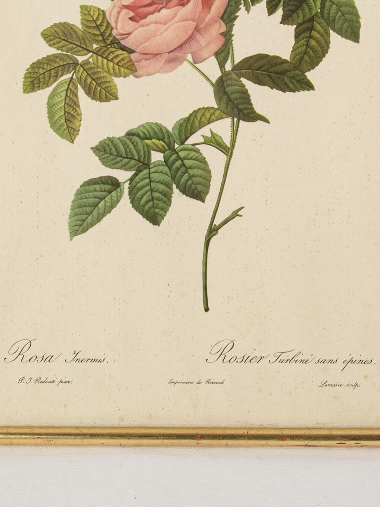 Delicate garden portrait reproduction  