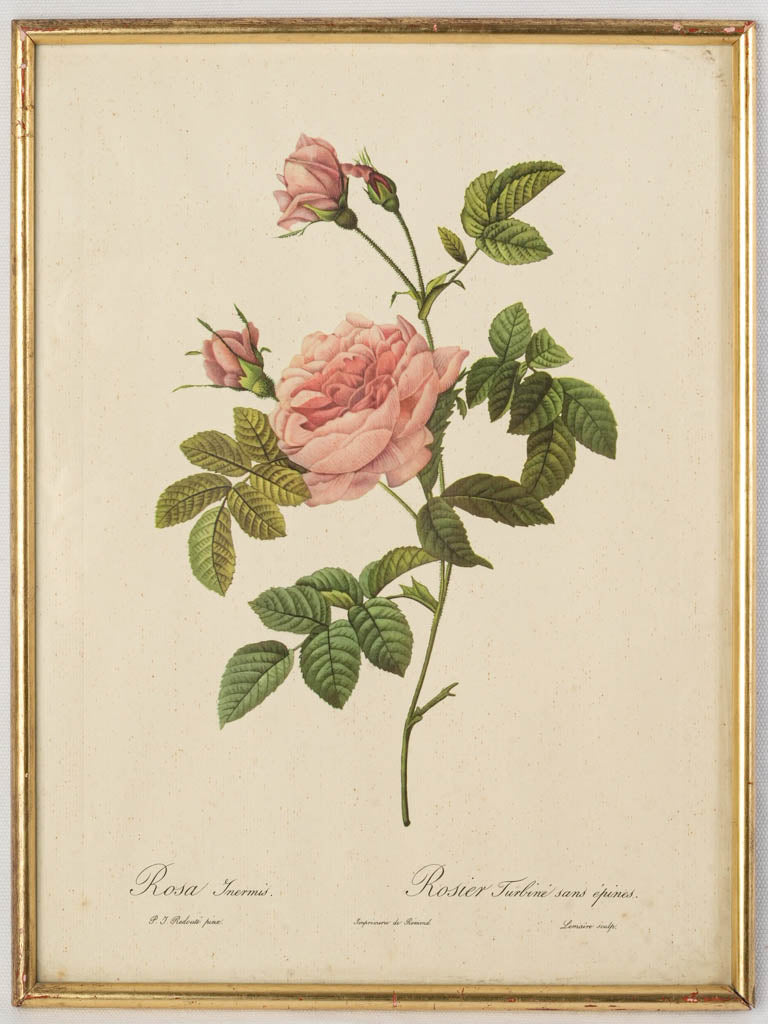 Early 20th Century Redouté Botanical Print: Rosa Inermis - 16¼" x 12¼"