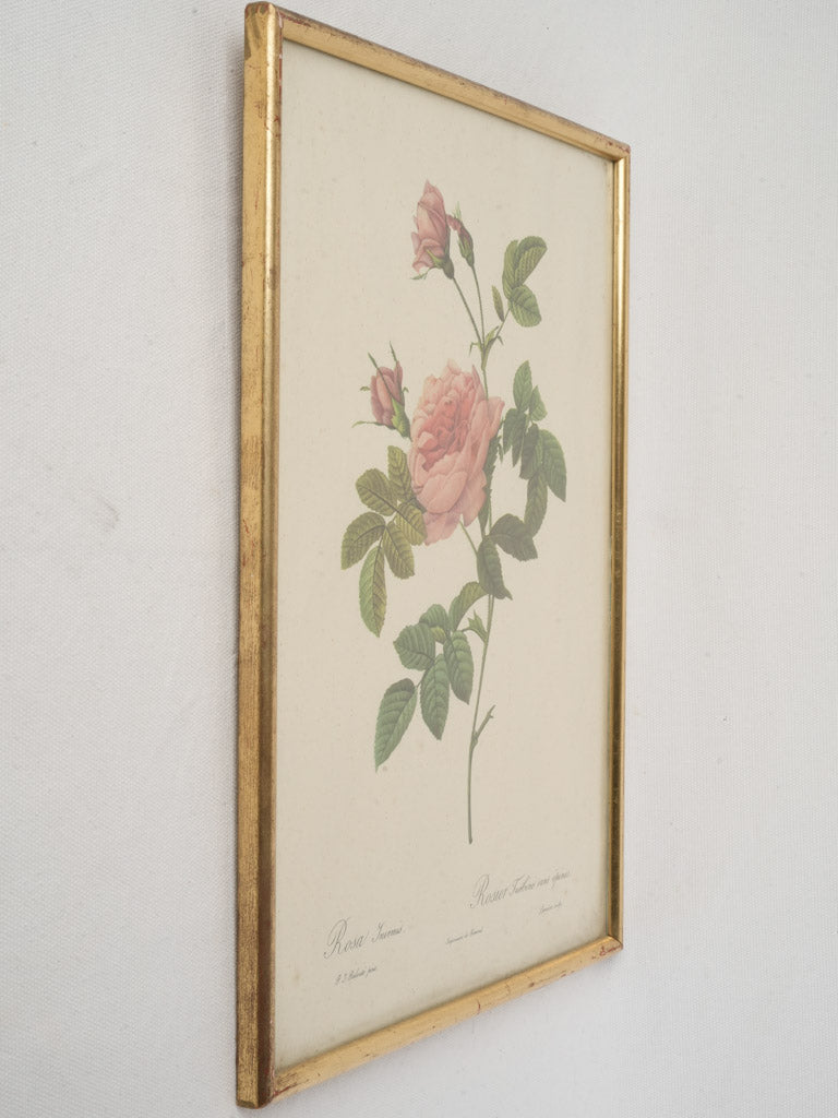 Classic Redouté lithograph illustration  