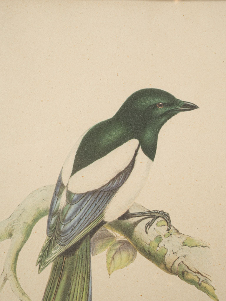 Scholarly framed bird portraiture.