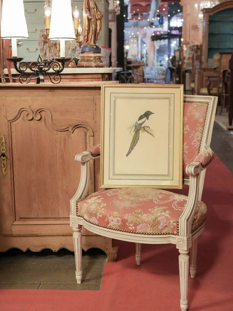 Victorian ornithological artwork.