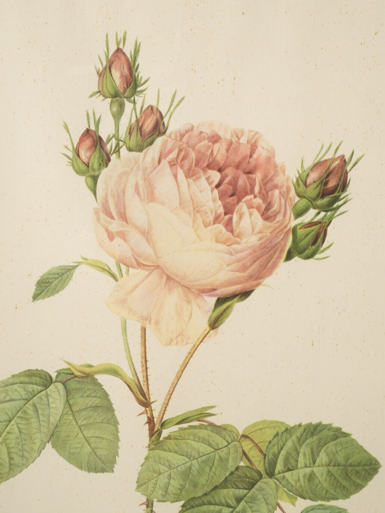 Elegant Redouté floral painting