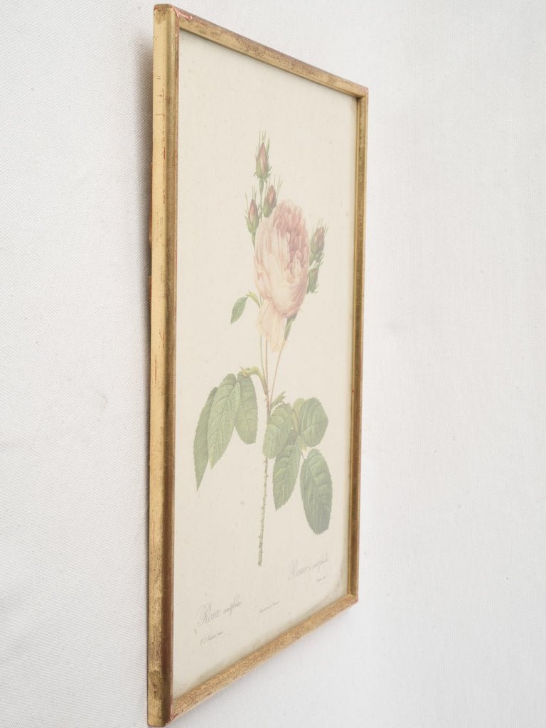 Scientific botanical wall decor