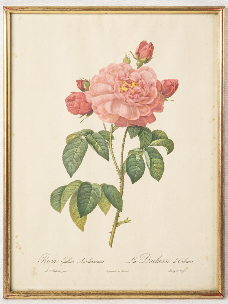 Early 20th Century Botanical Engraving After Redouté - La Duchesse d'Orléans - 16¼" x 12¼"