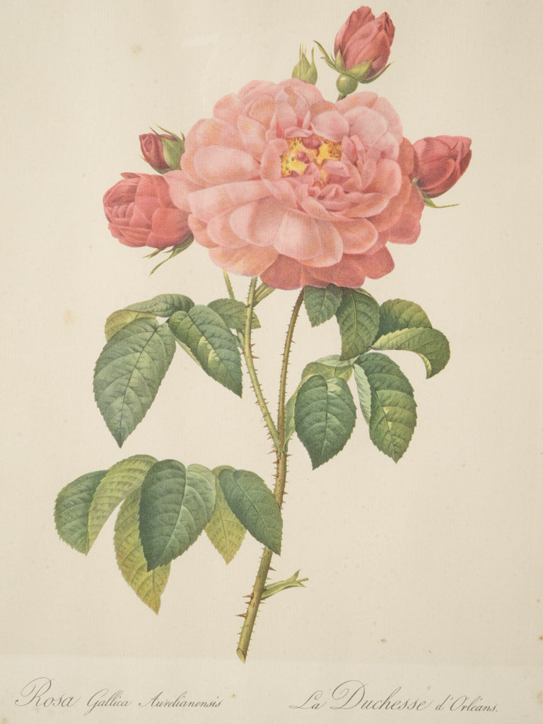 Cream-toned Redouté engraving