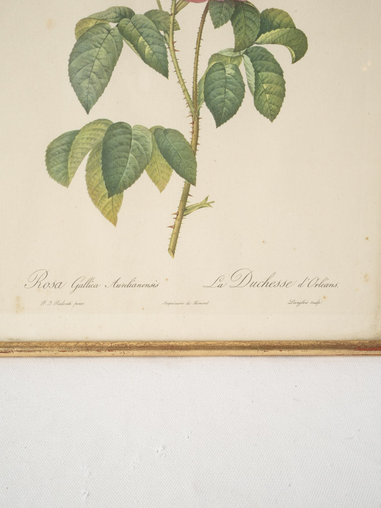Vintage styled botanical artwork