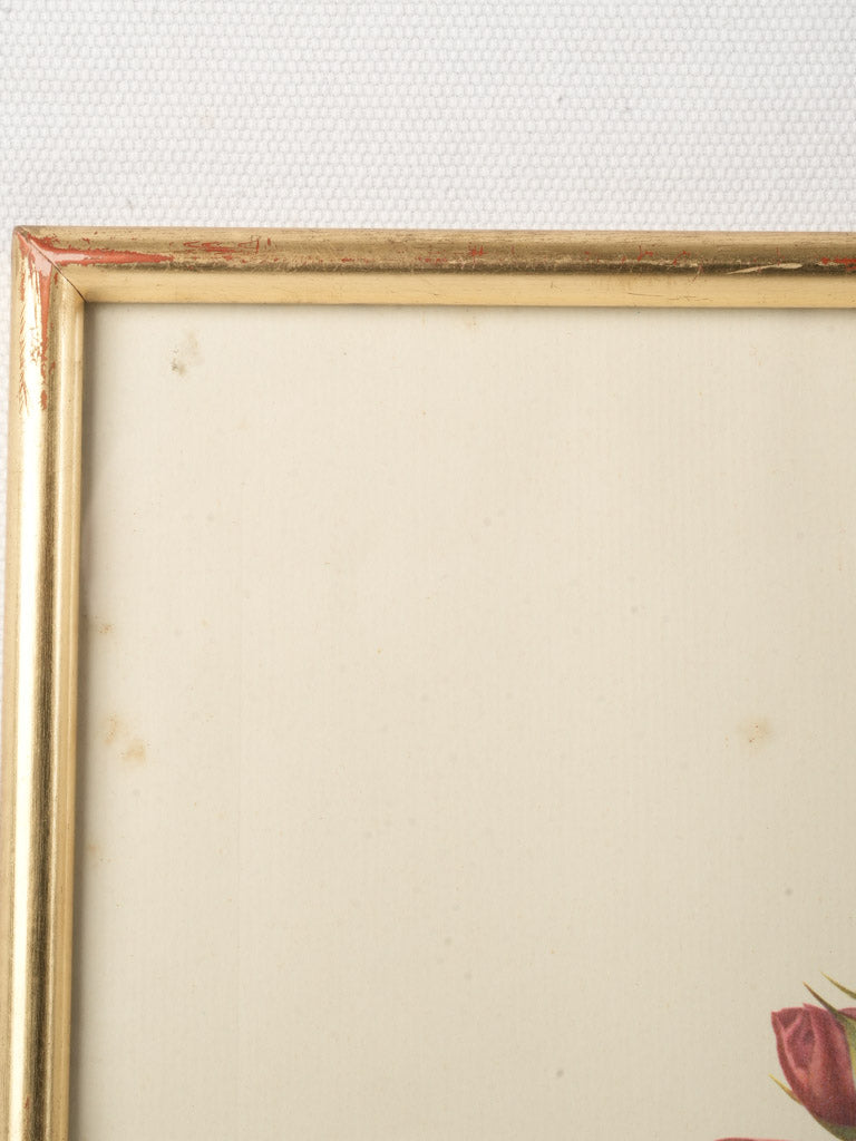 Gilt wood framed rose illustration