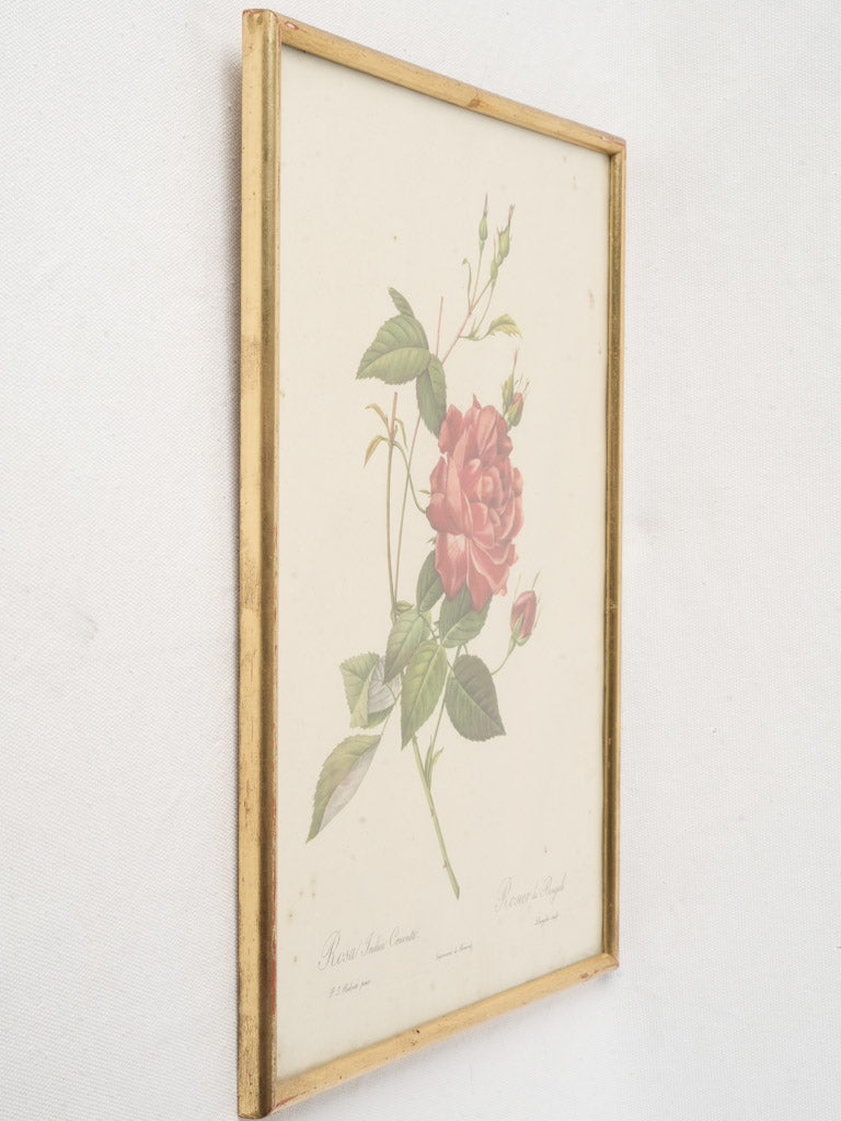 Historic Bengal rose engraving